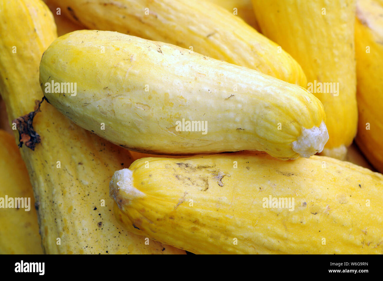 organic tiny yellow zucchini at farmer market Stock Photo Alamy