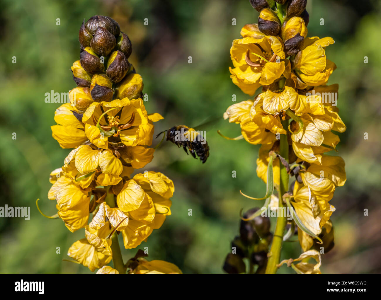 Wasp flying by yellow flowers; Axum, Tigray Region, Ethiopia Stock Photo