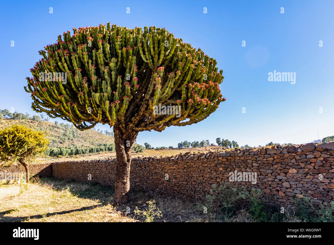 Arborescent cactus by the Dungur Palace, known locally as the Palace of the  Queen of Sheba; Axum, Tigray Region, Ethiopia Stock Photo - Alamy