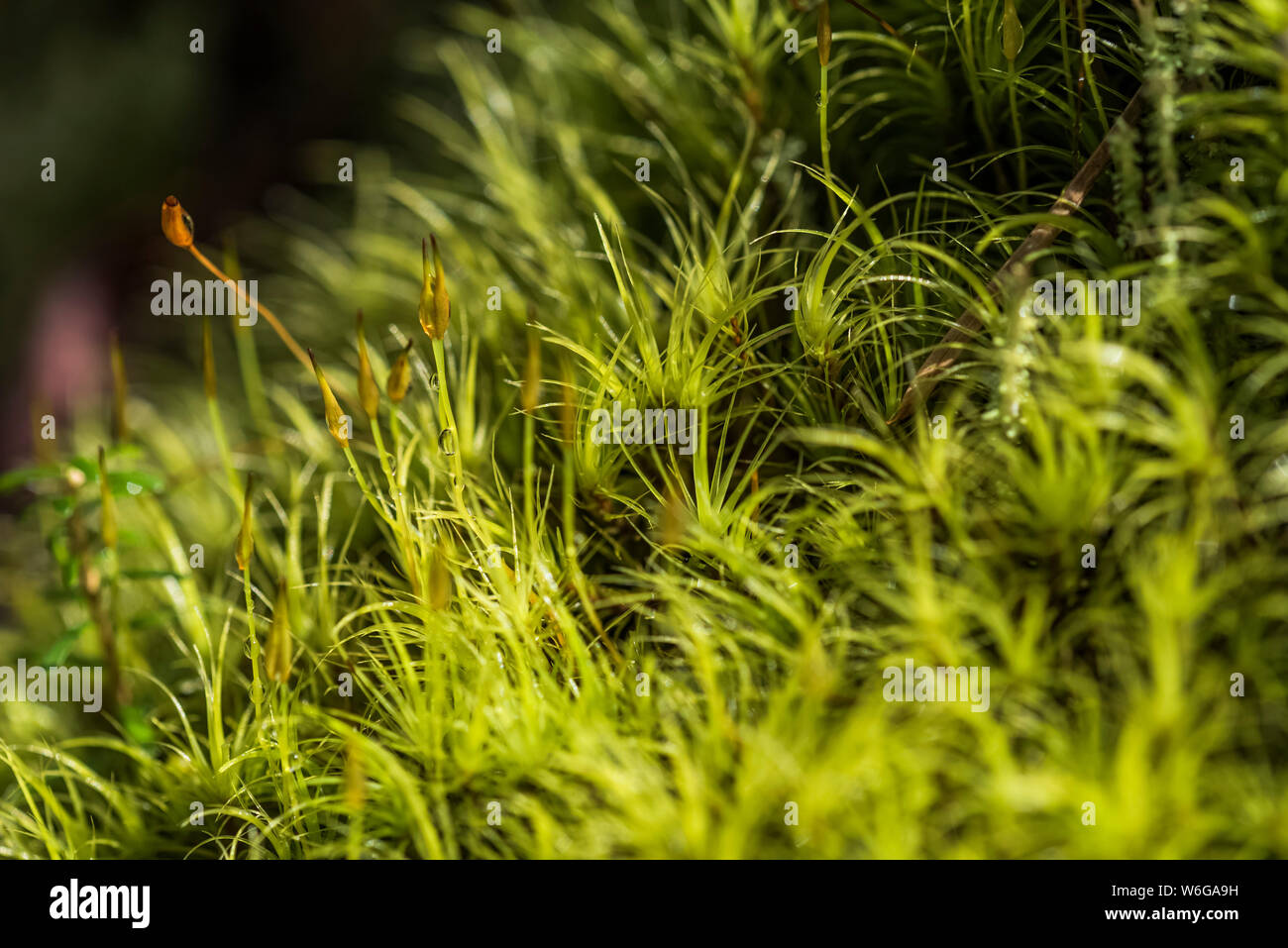 Close-up detail of moss growing in a forest; Brownsmead, Oregon, United States of America Stock Photo