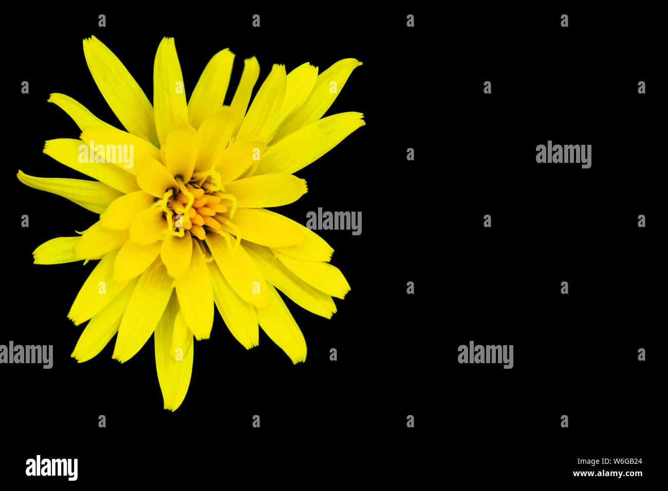 Yellow flower isolated on black Stock Photo