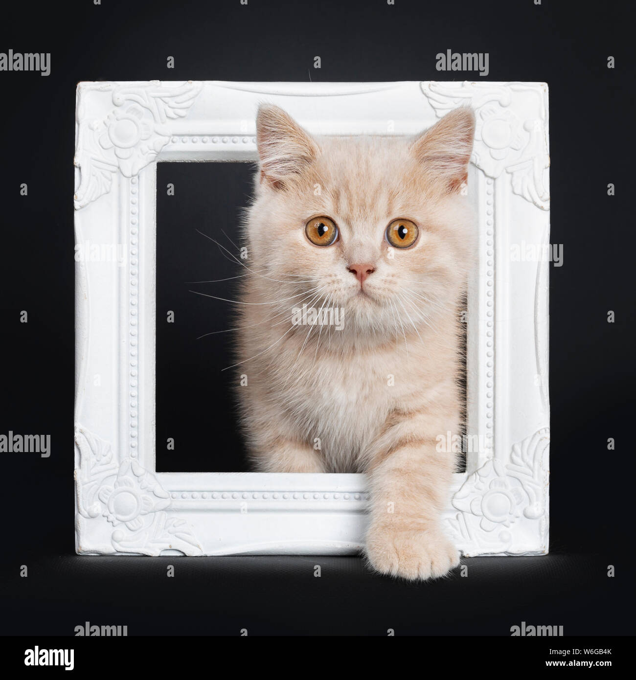 Cute Creme British Shorthair Kitten Sitting Through White Photo