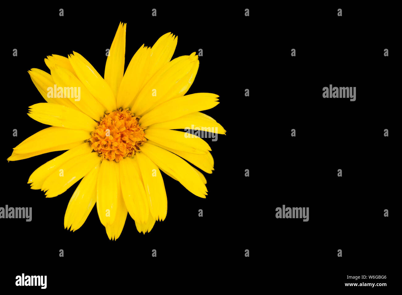 Yellow flower isolated on black Stock Photo