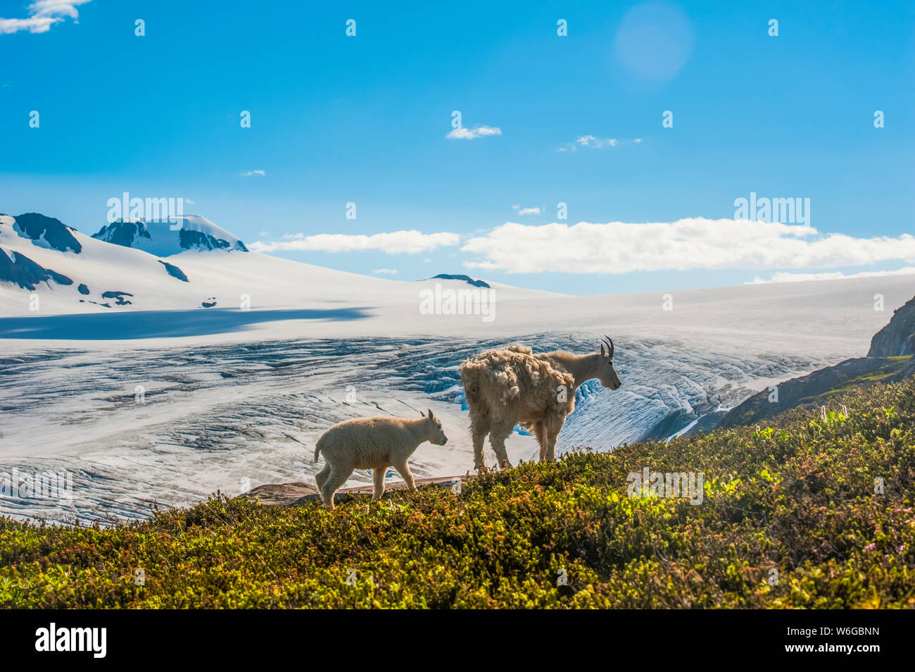 A Mountain goat (Oreamnos americanus) family with the Harding Icefield in the background in Kenai Fjords National Park on a sunny summer day Stock Photo