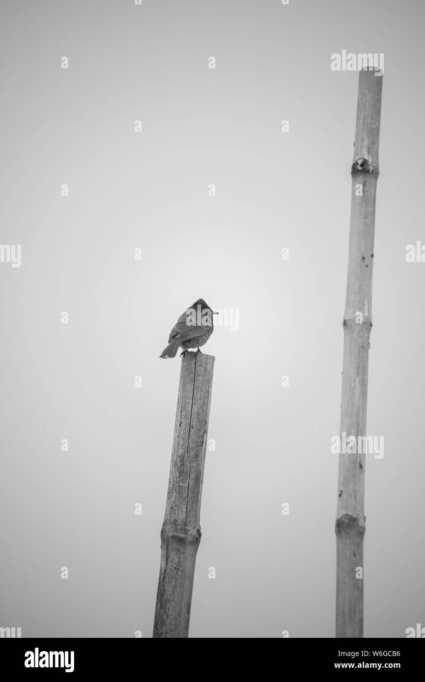 Alone bird and black & white background. Stock Photo