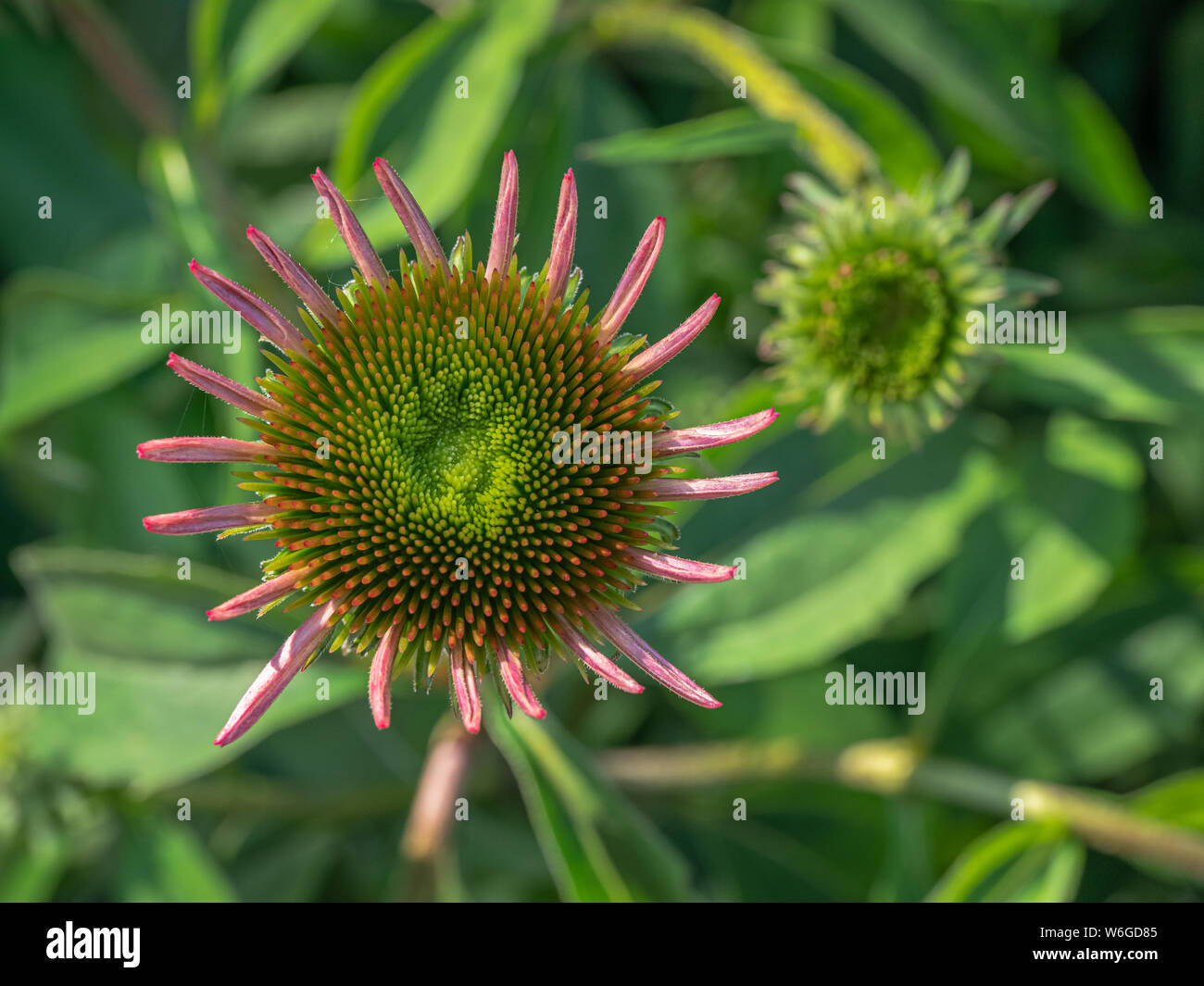 Close up looking down at a coneflower (Echinacea) flower starting to open, with soft- focus leaves and another blossom opening in the background Stock Photo