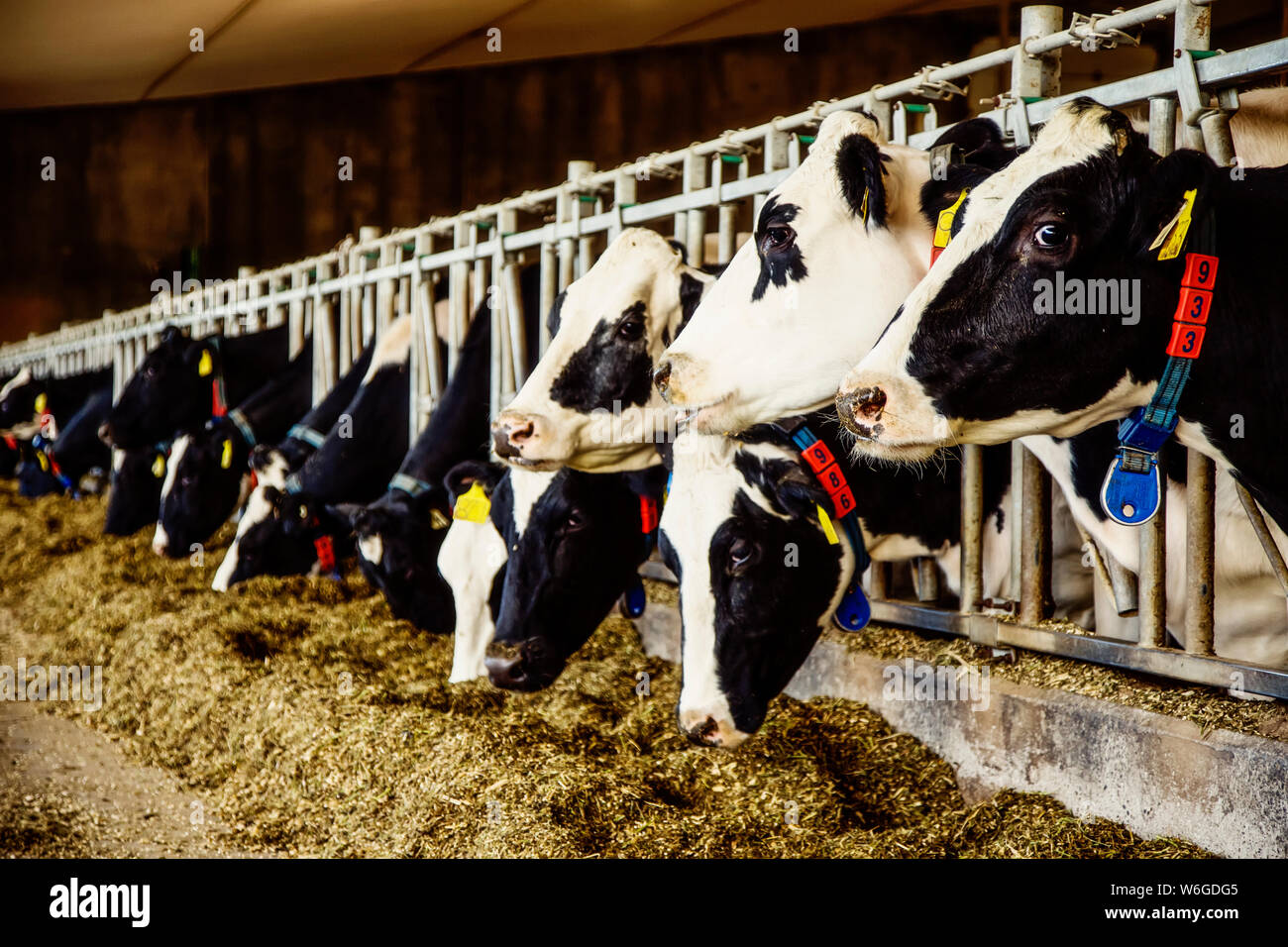 Holstein dairy cows with identification tags on their ears standing in a row along the rail of a feeding station on a robotic dairy farm, North of ... Stock Photo