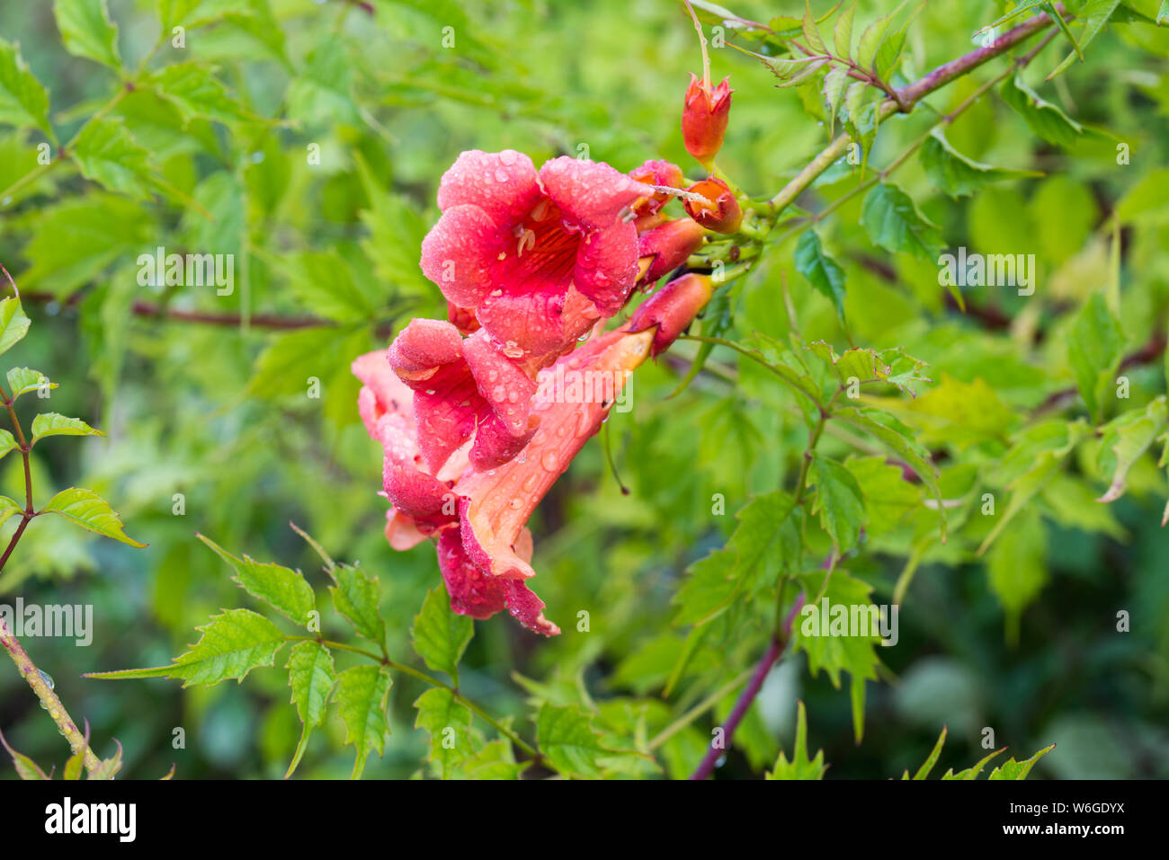Campsis radicans, trumpet vine, trumpet creeper red flowers closeup Stock Photo