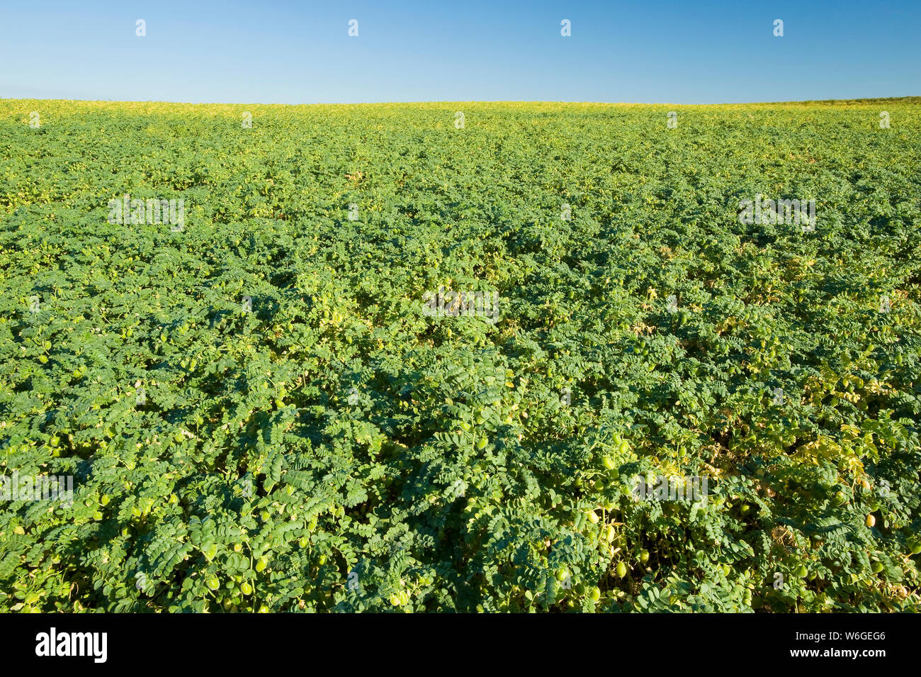 Chickpea field against a blue sky, near Kincaid; Saskatchewan, Canada Stock Photo