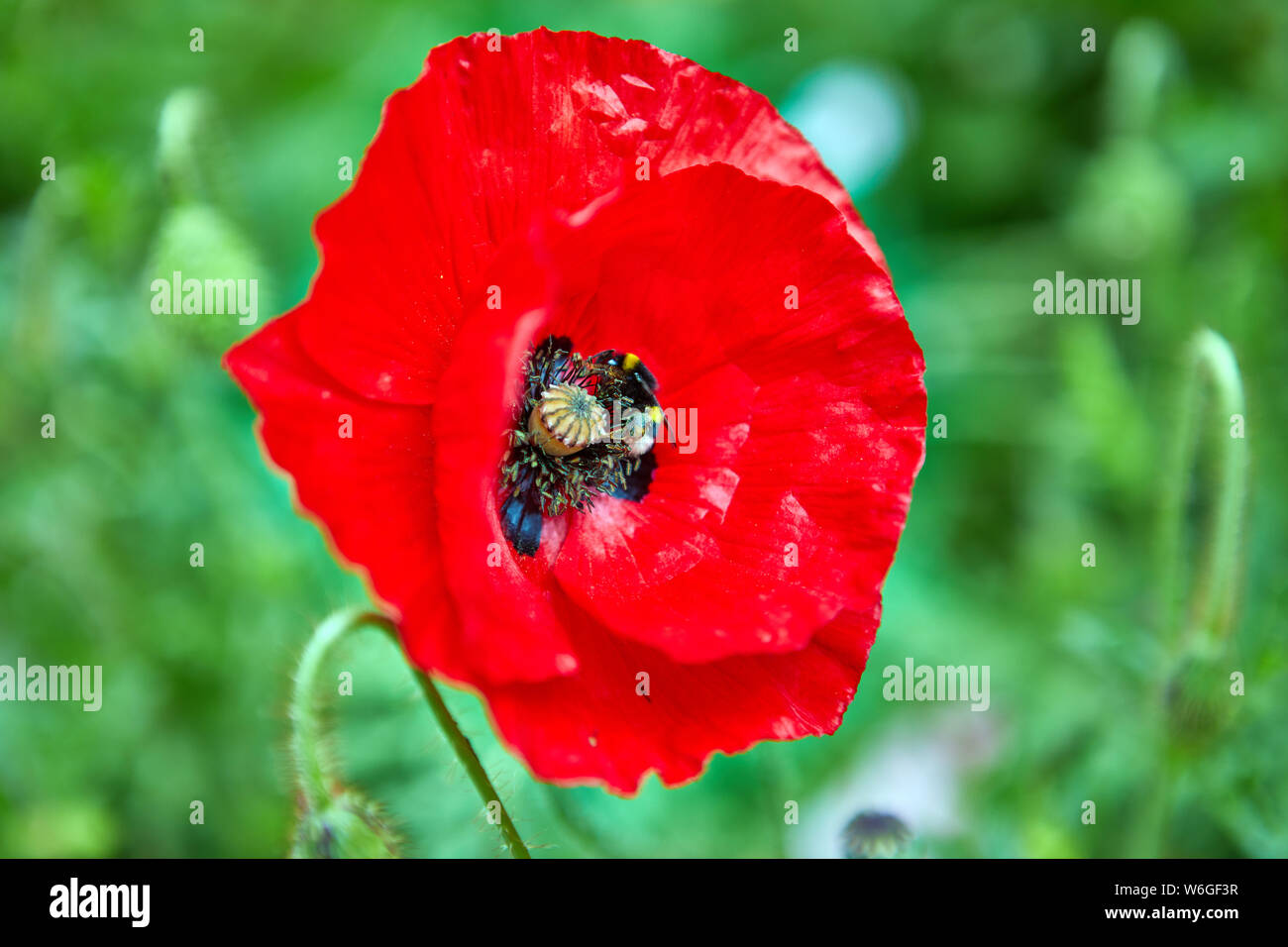 Iage of red poppy with green background Stock Photo