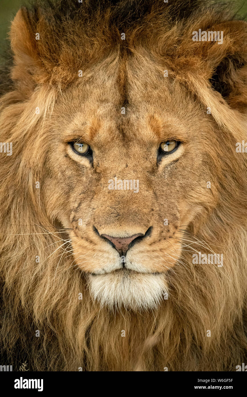 Close-up of male lion (Panthera leo) head staring out, Serengeti National Park; Tanzania Stock Photo