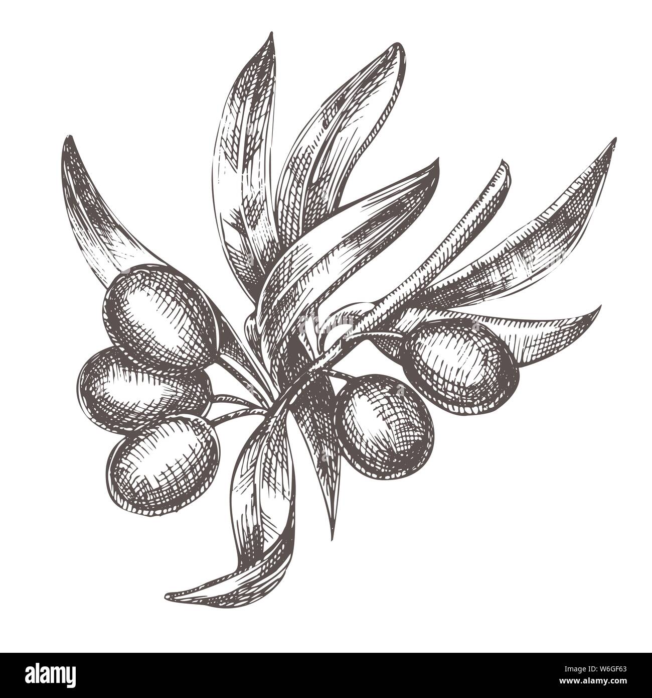 Agricultural Olive Tree Branch Monochrome Vector Stock Vector Image ...