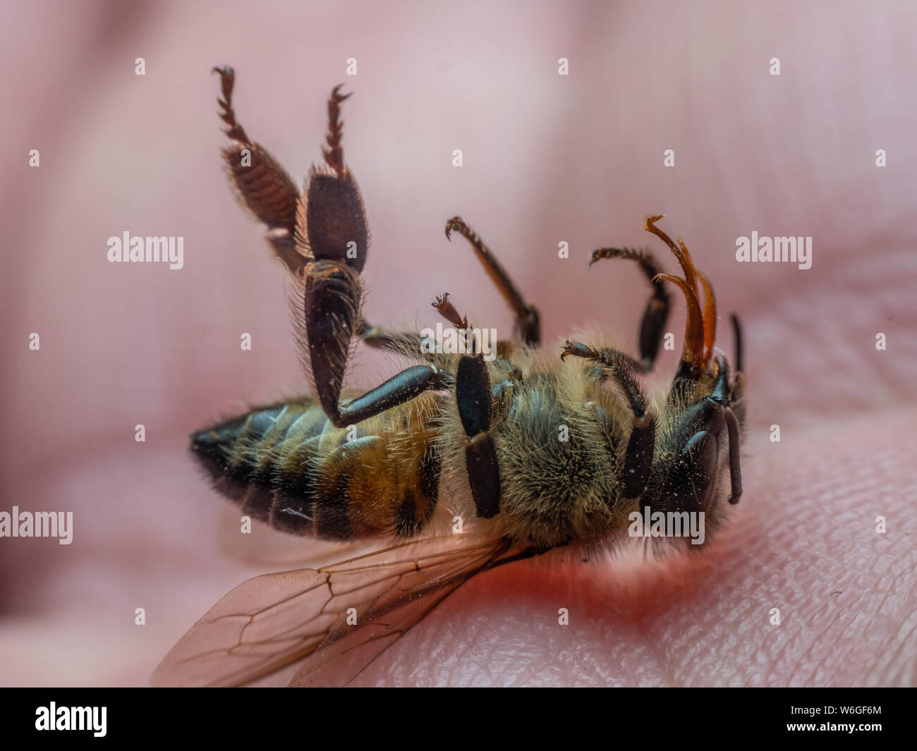 Extreme macro of a deceased bee with legs up on human hand, illustrates honey bee mortality Stock Photo