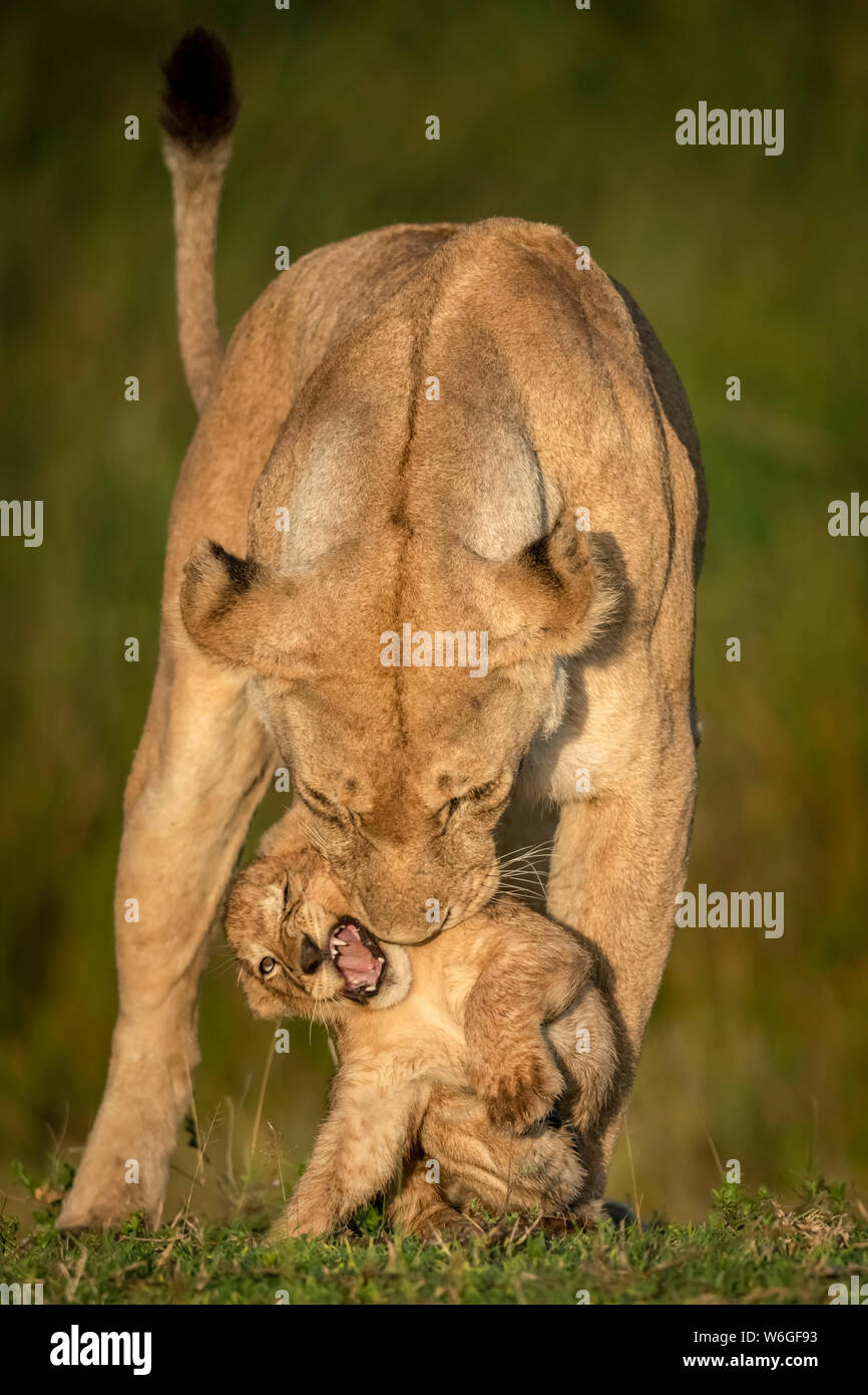 Lioness (Panthera leo) stands biting cub in golden light, Serengeti National Park; Tanzania Stock Photo