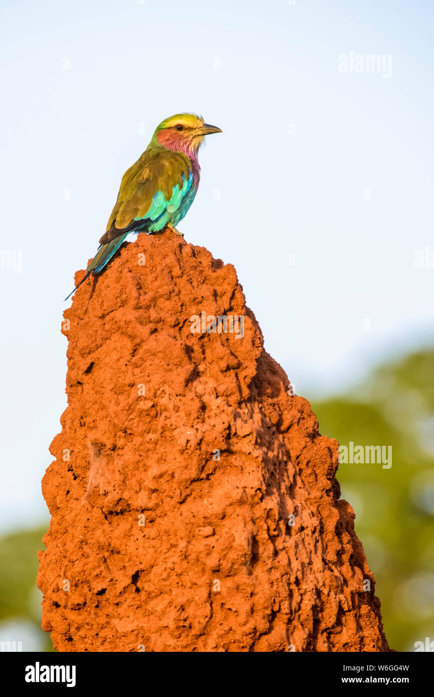 Lilac-breasted Roller (Coracias caudata) perched on termite mound in Tarangire National Park; Tanzania Stock Photo