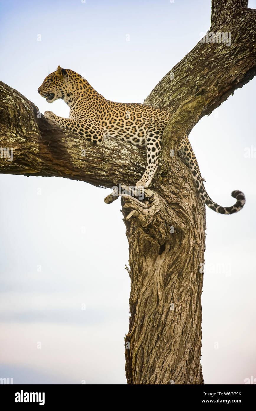 Leopard (Panthera pardus) resting in tree in the Ndutu area of the Ngorongoro Crater Conservation Area on the Serengeti Plains; Tanzania Stock Photo