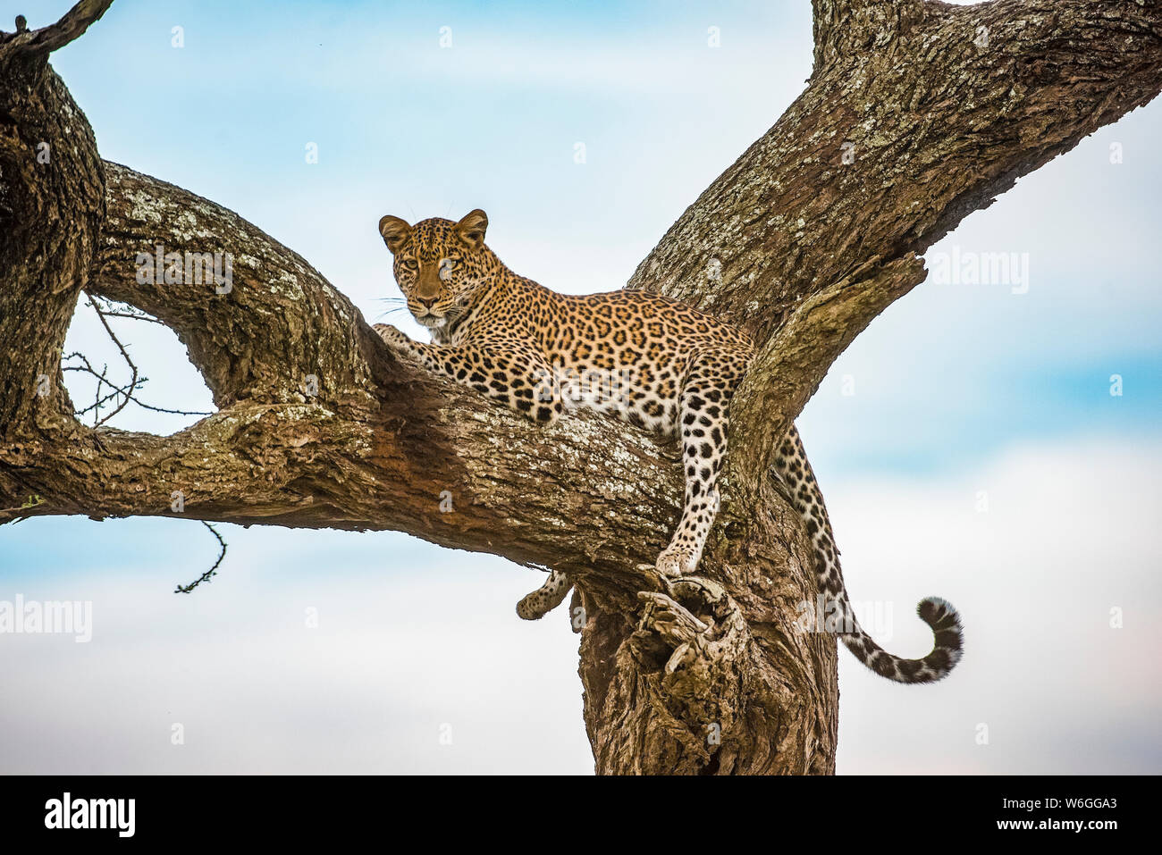 Leopard (Panthera pardus) resting in tree in the Ndutu area of the Ngorongoro Crater Conservation Area on the Serengeti Plains; Tanzania Stock Photo