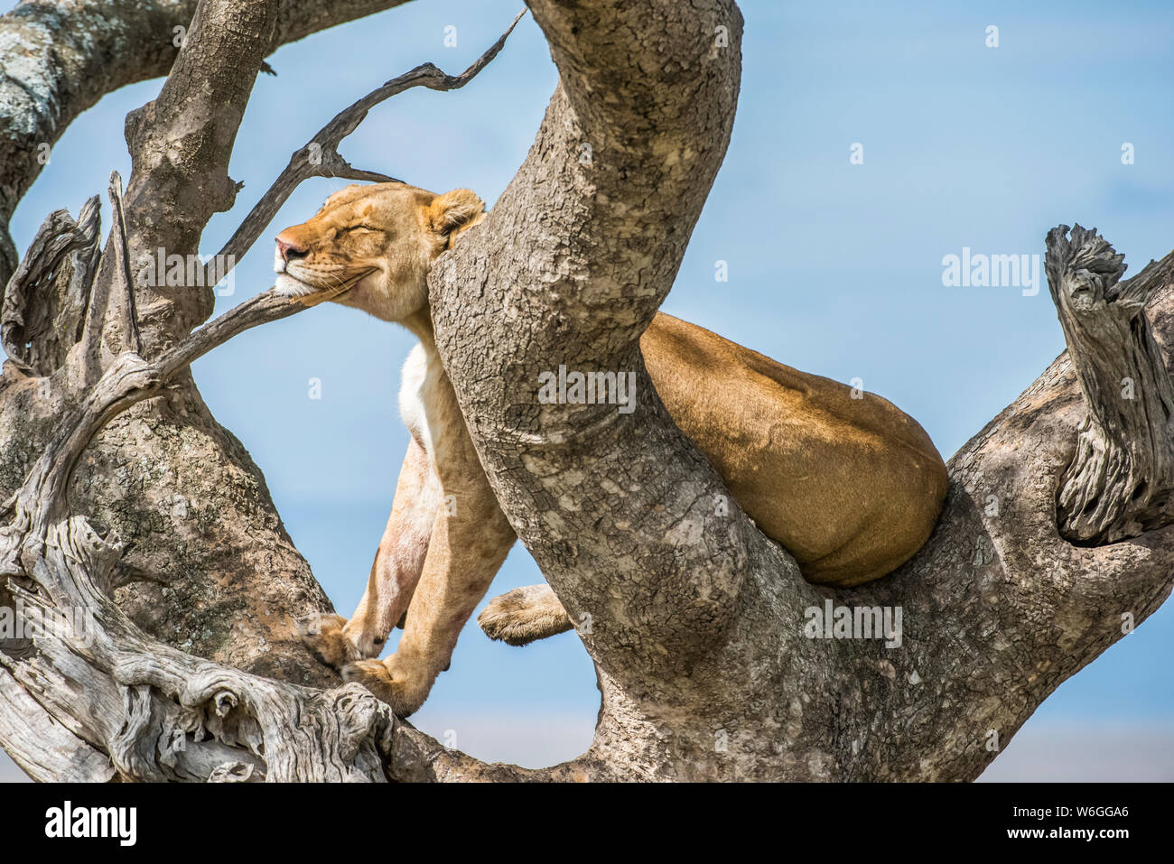 Adult Lioness (Panthera leo) rests her head on a branch while perched in a tree in Serengeti National Park; Tanzania Stock Photo