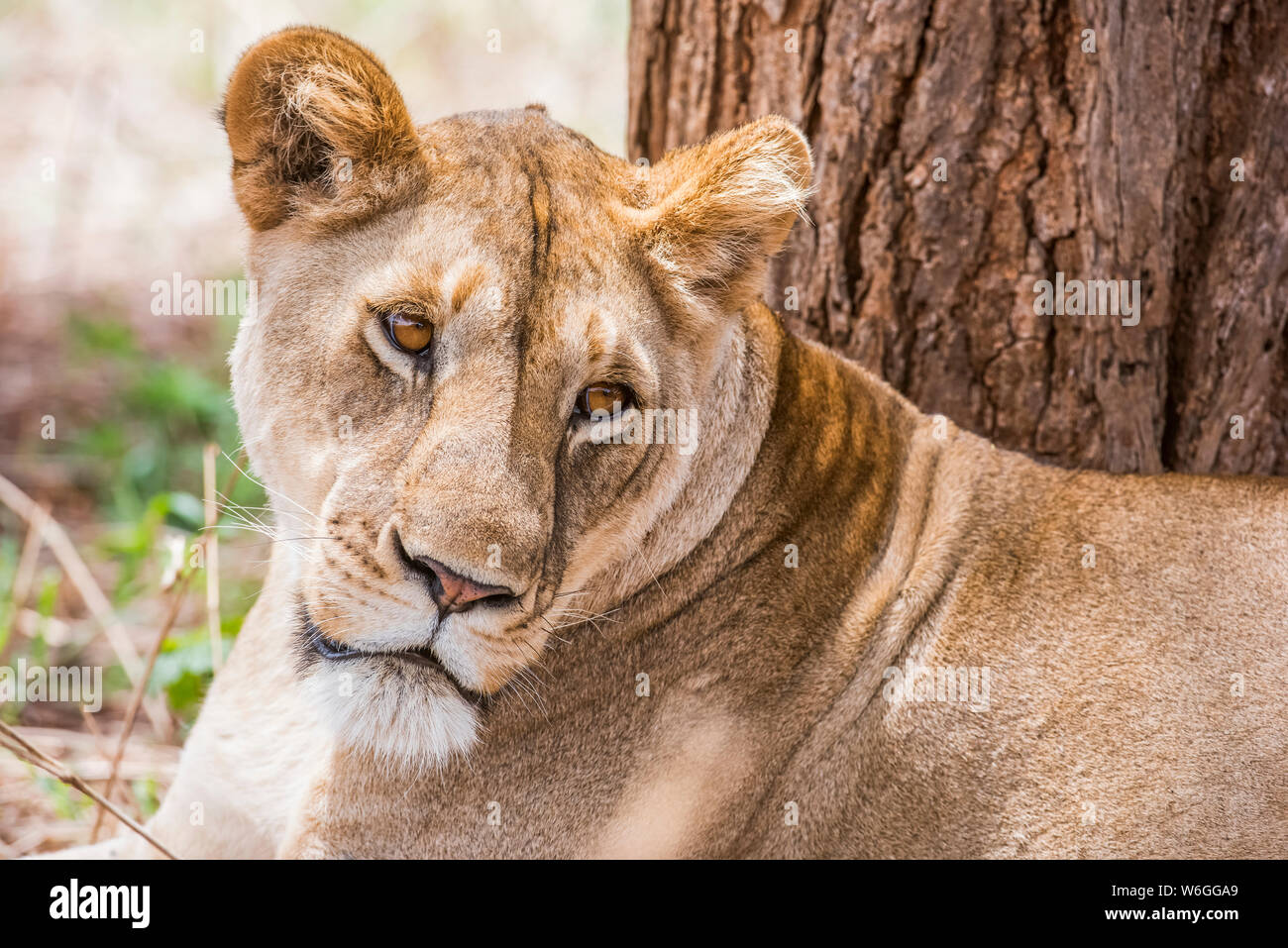 Close-up of female Lion (Panthera leo) resting near tree in Tarangire National Park; Tanzania Stock Photo