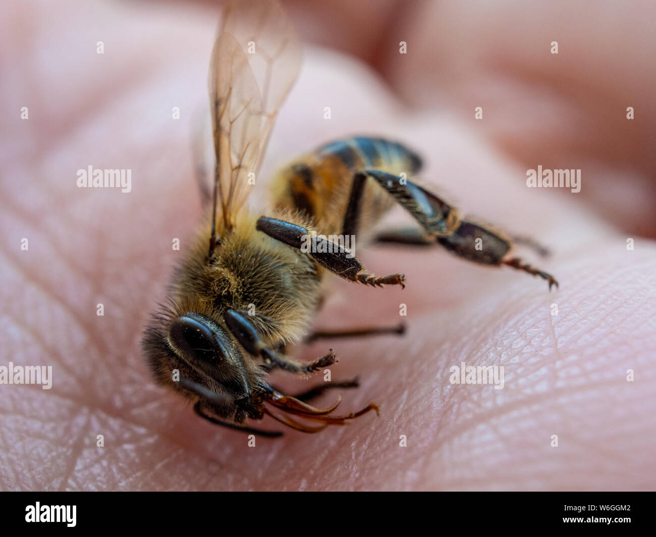 Detailed macro of a bee on human hand, illustrates honey bee mortality Stock Photo