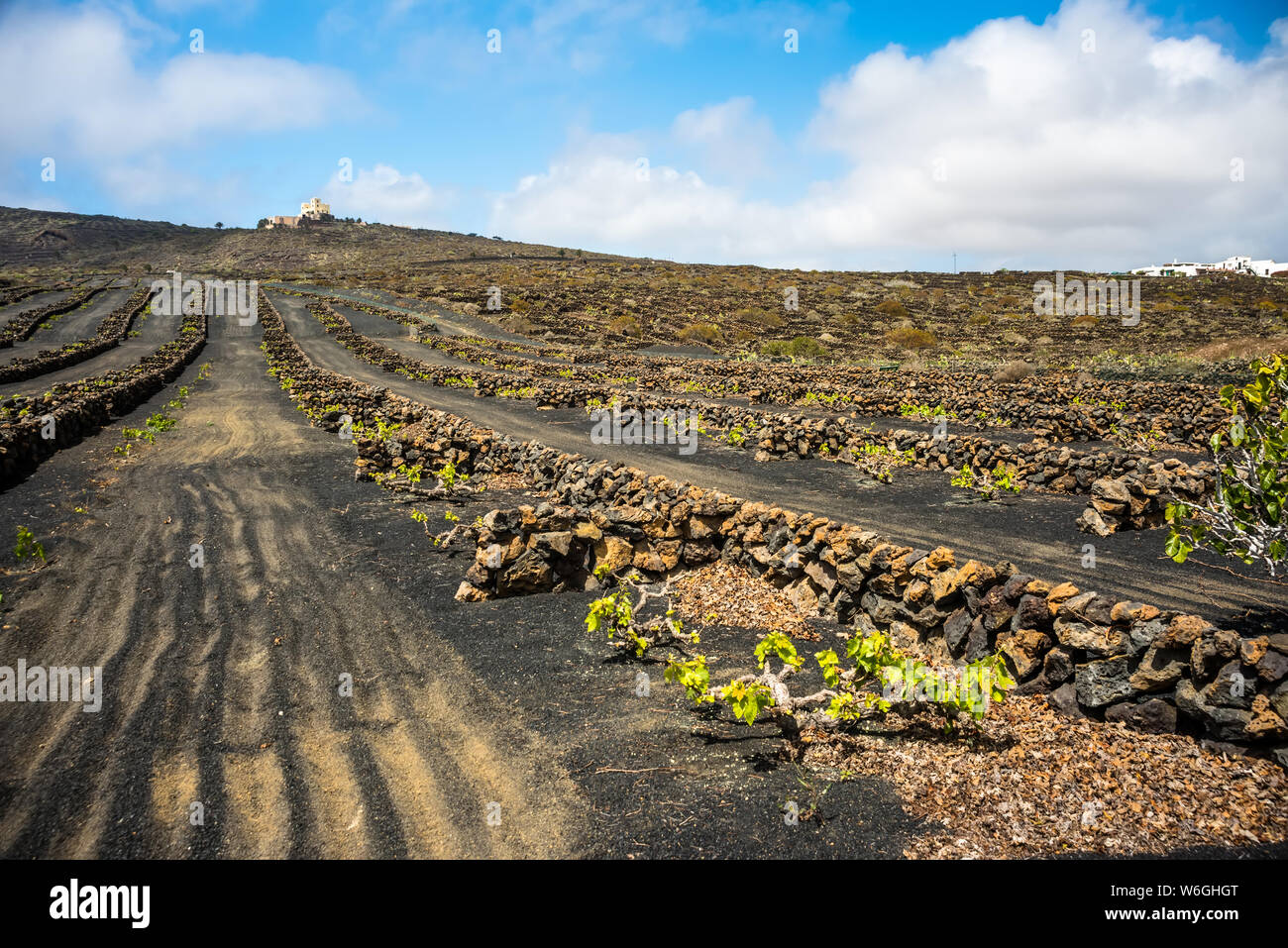 Stunning landscape with volcanic vineyards. Traditional wine production