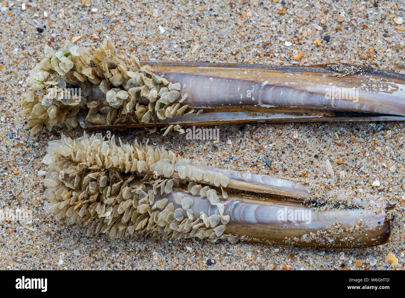 Egg cases / eggs of netted dog whelk (Tritia reticulata / Nassarius reticulatus / Hinia reticulata), marine gastropod mollusc, washed ashore on beach Stock Photo