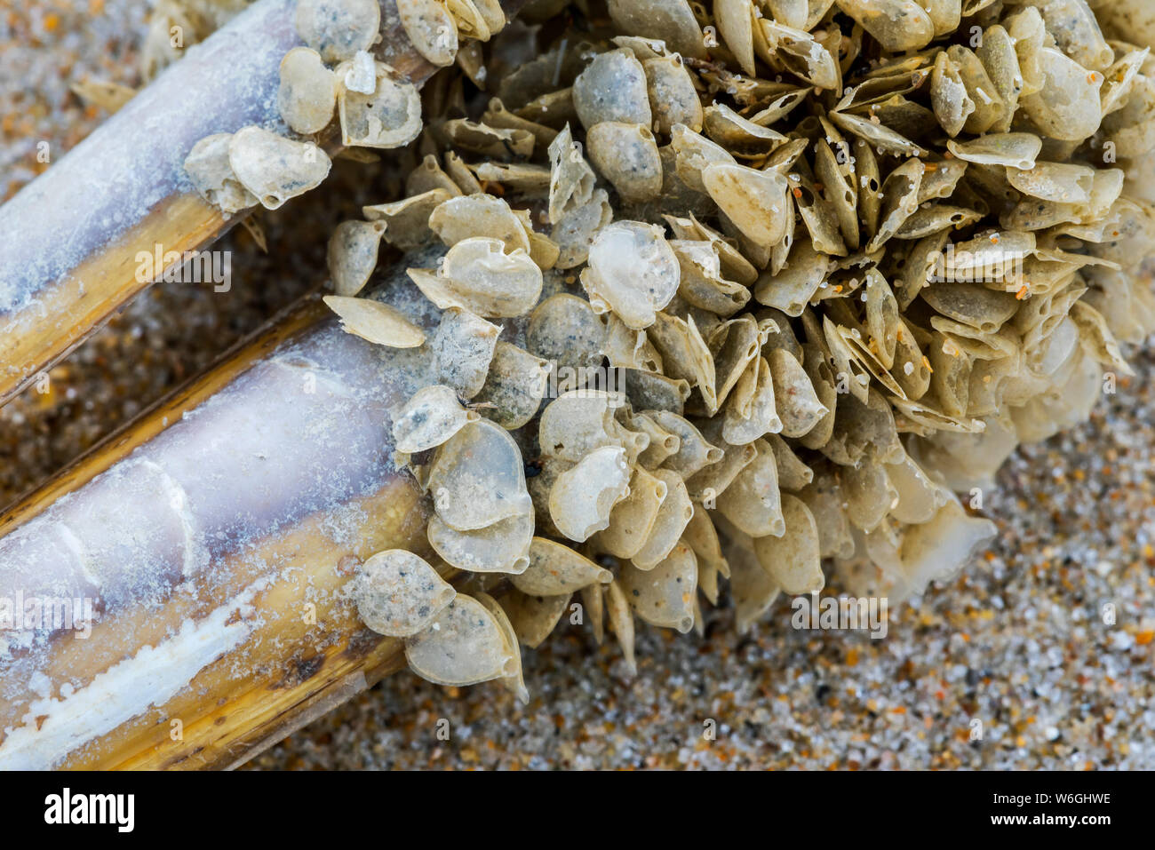 Egg cases / eggs of netted dog whelk (Tritia reticulata / Nassarius reticulatus / Hinia reticulata), marine gastropod mollusc, washed ashore on beach Stock Photo