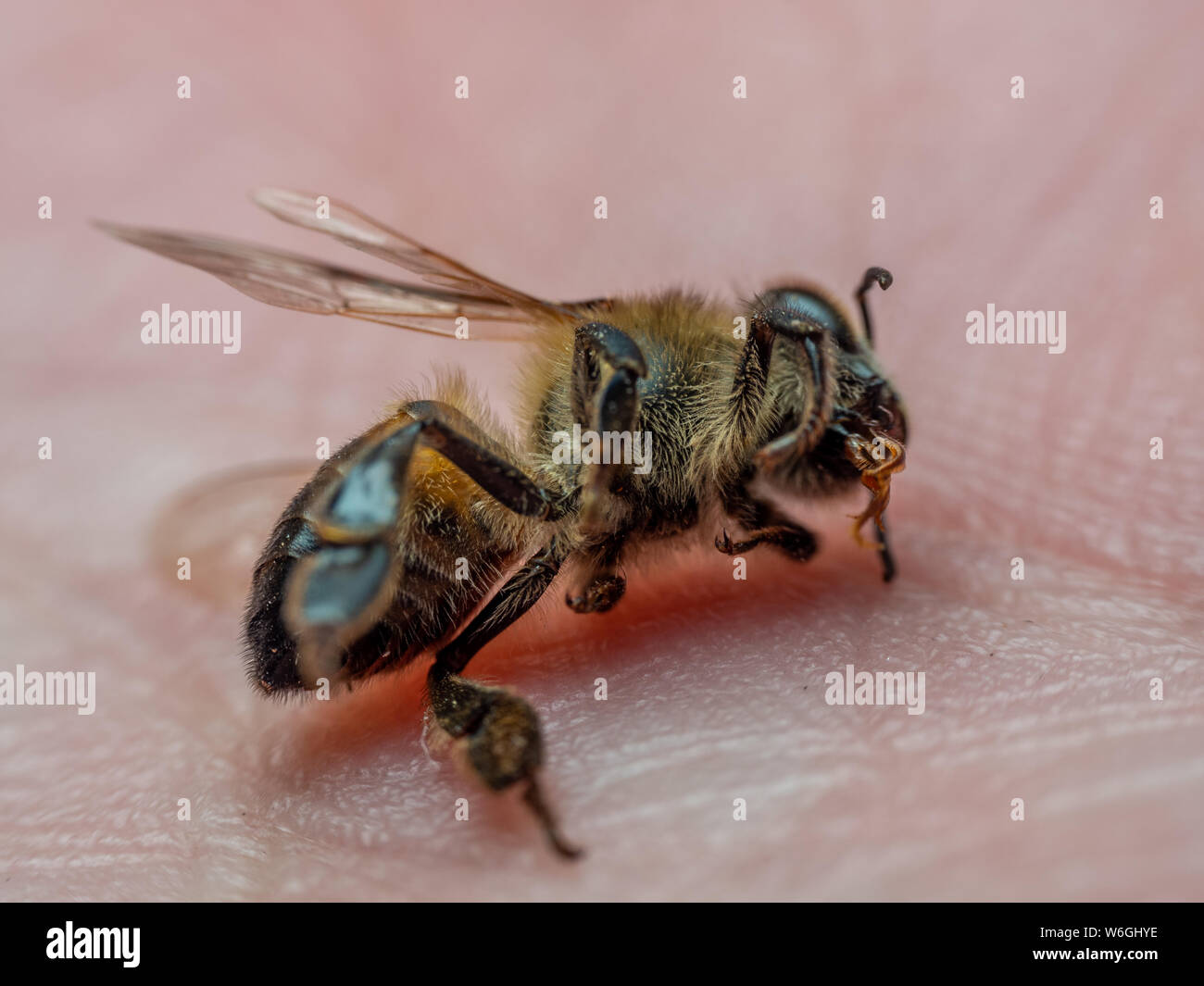 Dead honeybee on human hand, illustrates honey bee mortality Stock Photo