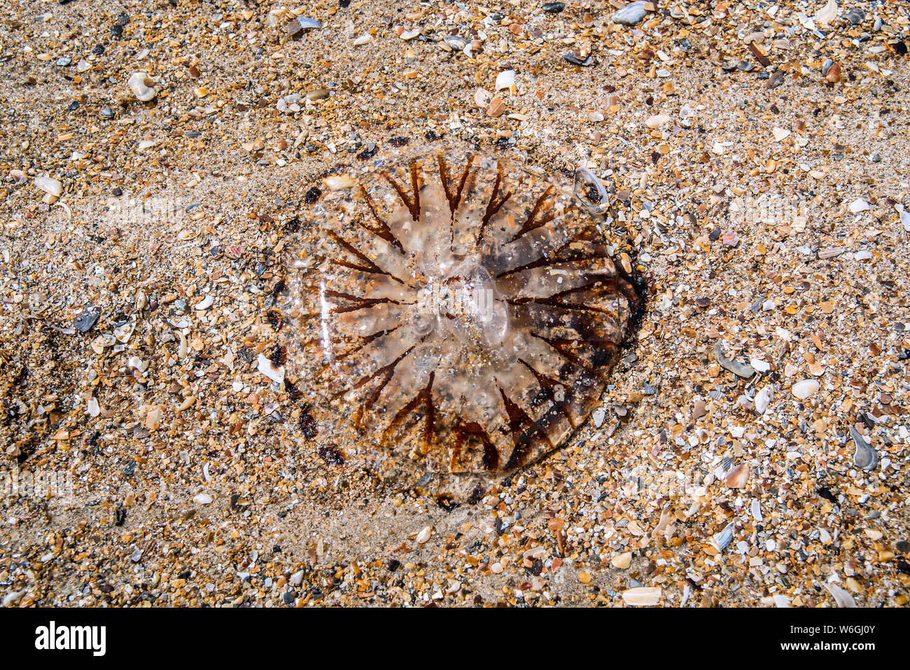 Compass jellyfish (Chrysaora hysoscella) washed ashore on sandy beach along the North Sea coast