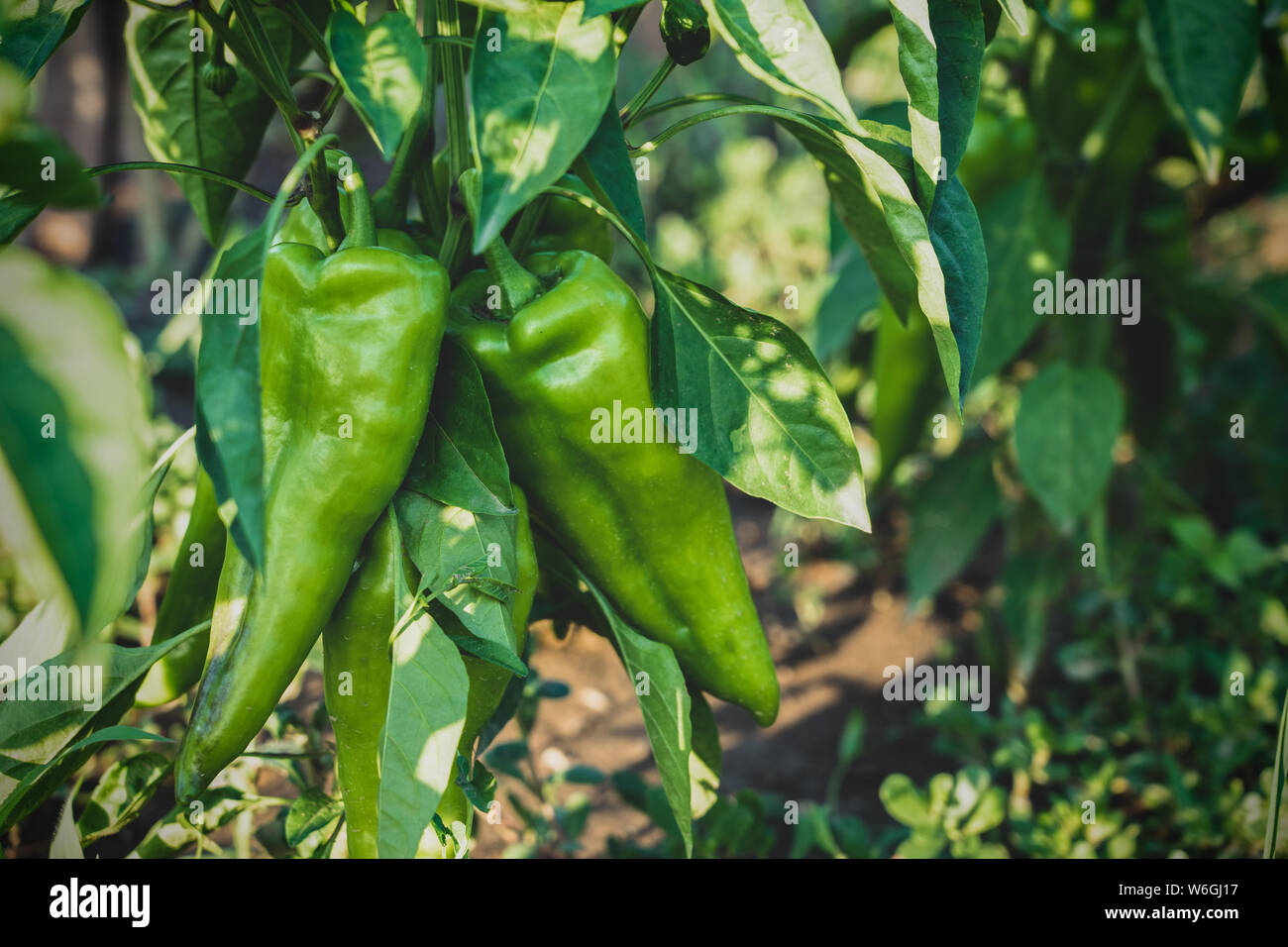 green chili pepper hot paprika plant growith Stock Photo