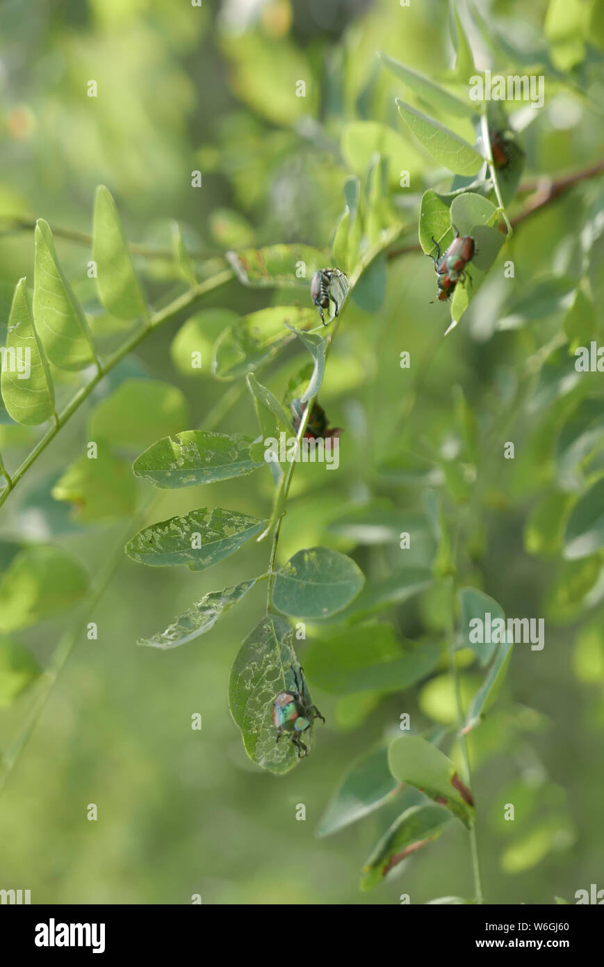 Popillia japonica tree hi-res stock photography and images - Alamy