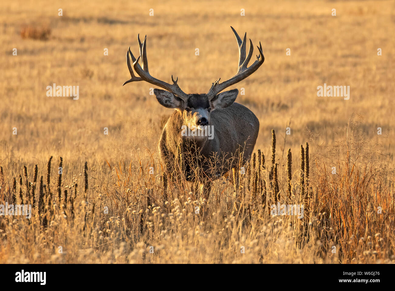 Mule deer buck (Odocoileus hemionus) standing in a grass field; Denver, Colorado, United States of America Stock Photo