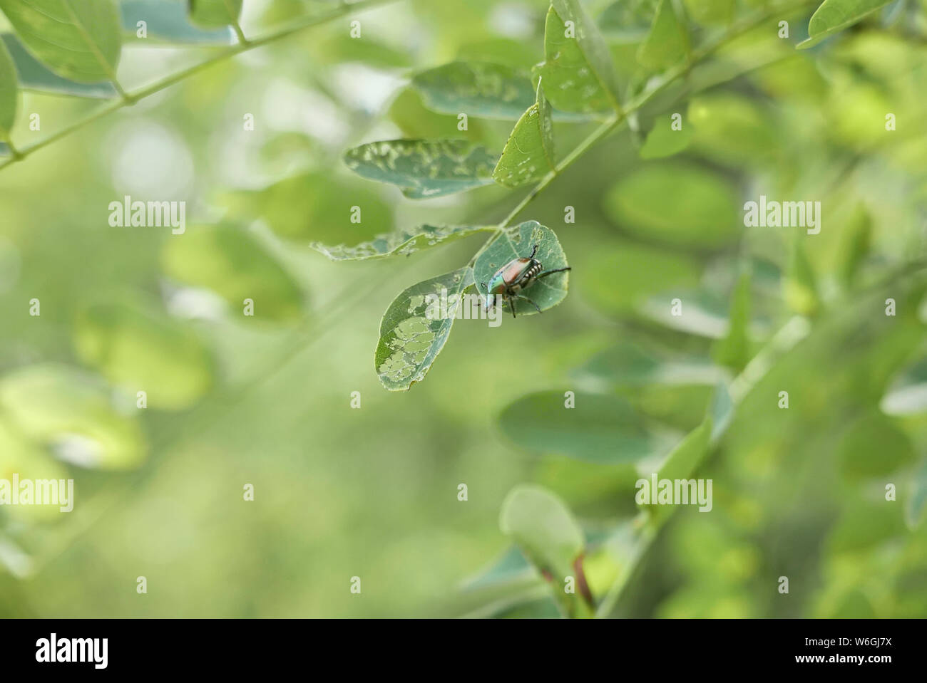 Popillia japonica tree hi-res stock photography and images - Alamy