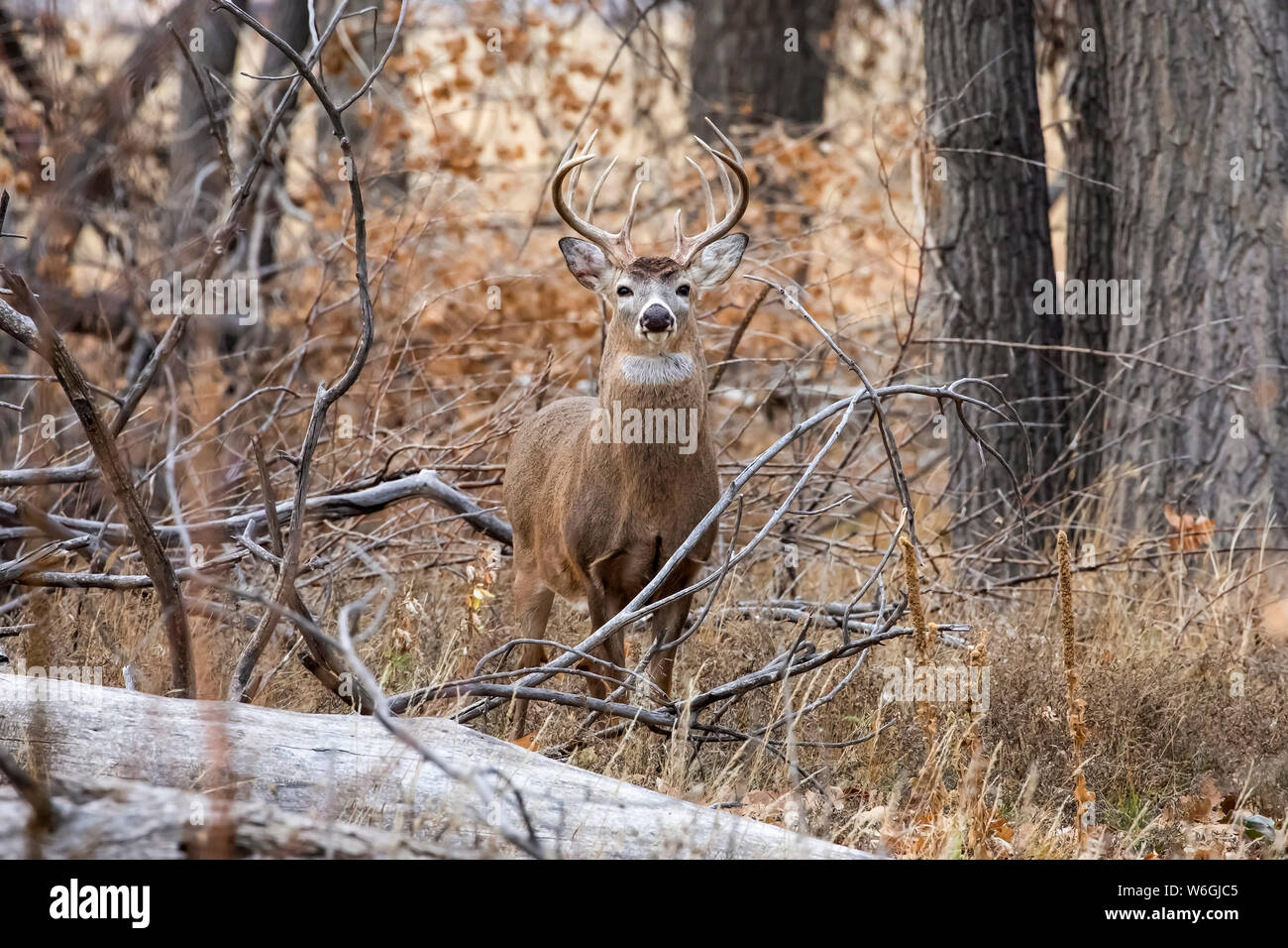 White-tailed deer (Odocoileus virginianus) buck standing in a forest in autumn; Denver, Colorado, United States of America Stock Photo