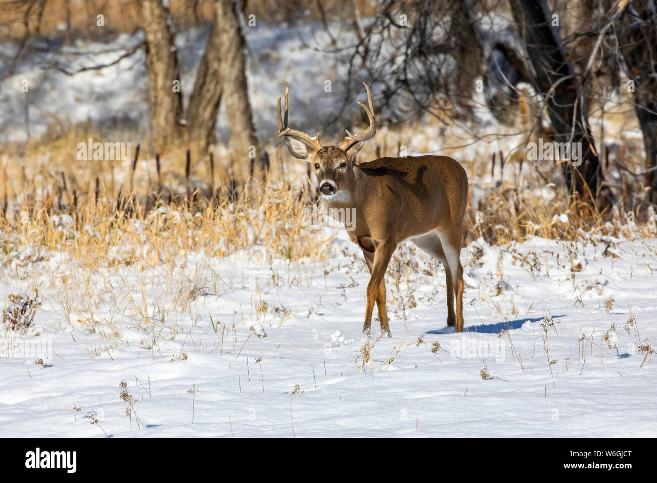 White-tailed deer (Odocoileus virginianus) buck walking in a snowy field; Denver, Colorado, United States of America Stock Photo