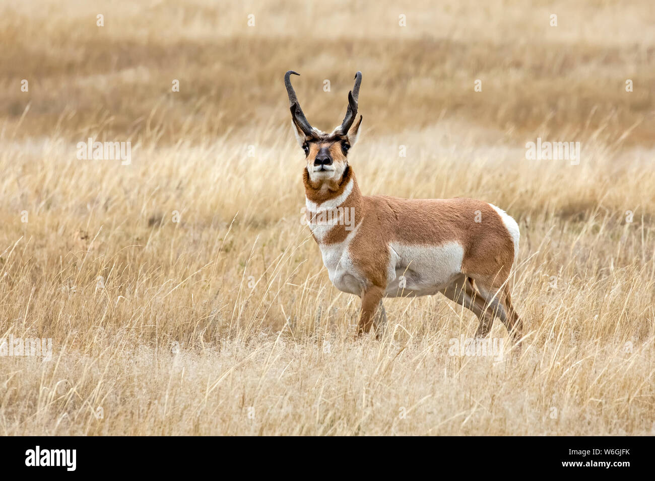 Antelope buck in a grass field during rut; South Dakota, United States of America Stock Photo