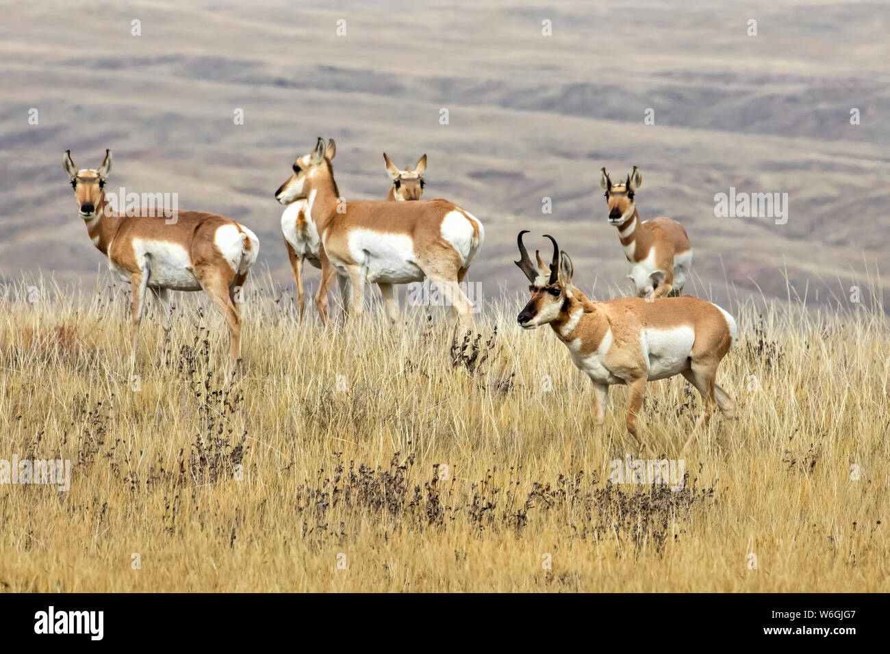 Antelope buck and doe in a grass field during rut; South Dakota, United States of America Stock Photo