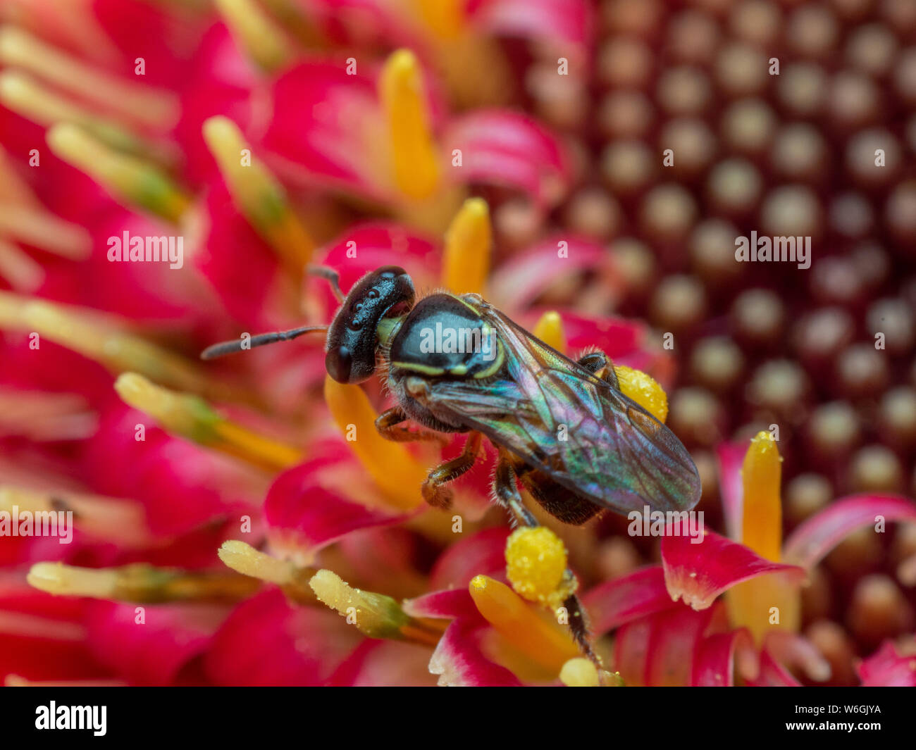 Macro of a Plebeia wild bee from Brazil on a red Gerbera Stock Photo
