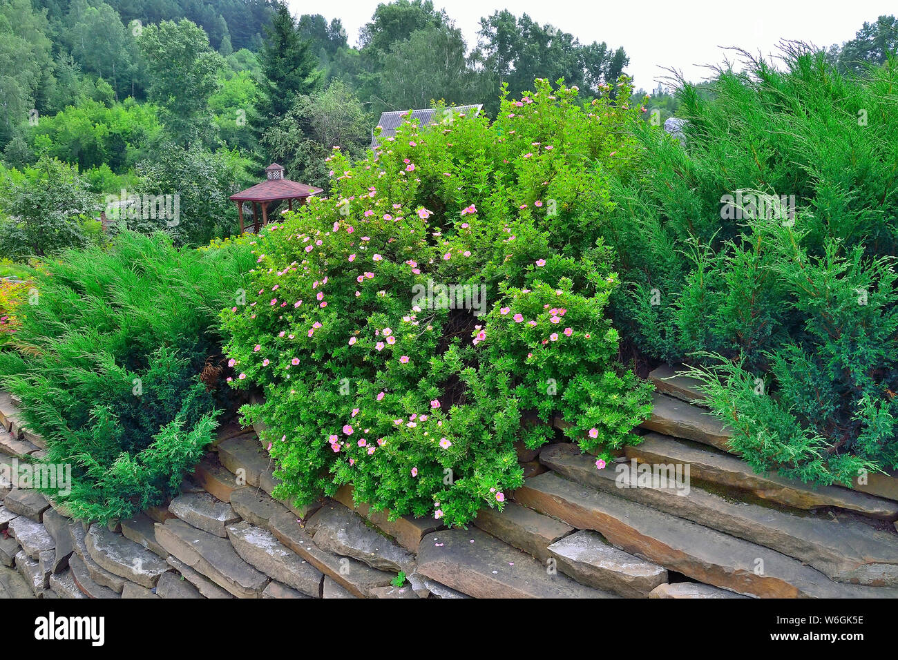 Decorative evergreen coniferous plants - junipers and blossoming pink shrubby cinquefoil (Dasiphora fruticosa 'Lovely Pink') in stone garden. Landscap Stock Photo
