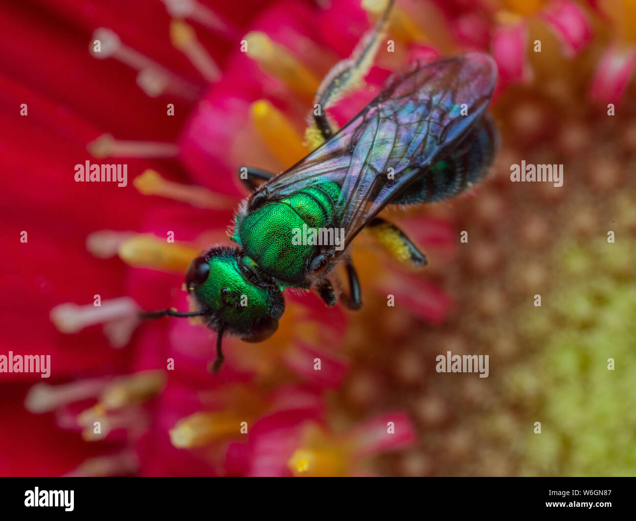 Close-up of a metallic Halictidae wild bee (sweat bee) on a red gerbera flower Stock Photo