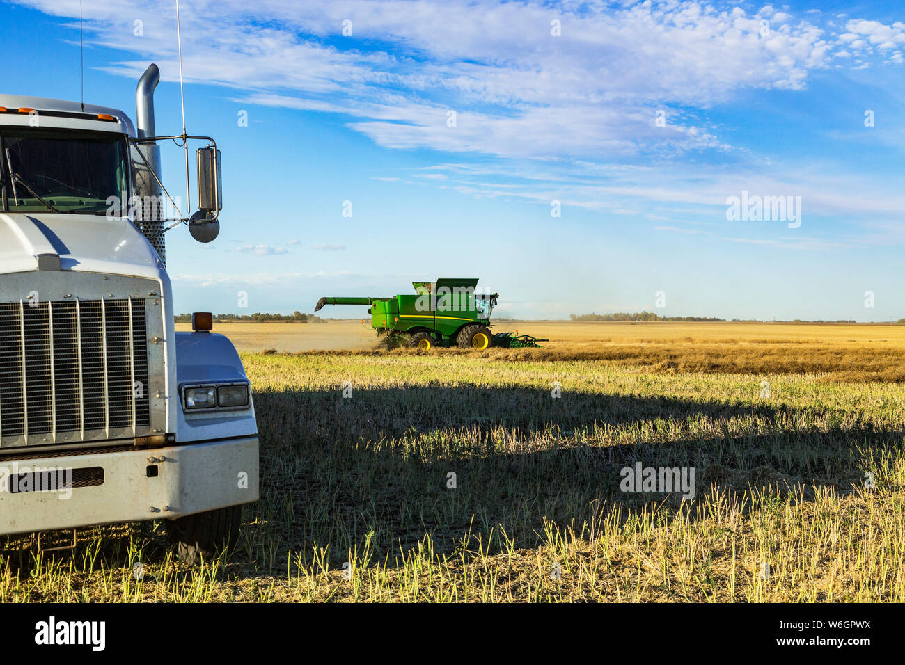 A grain truck waits for its next load during a canola harvest while a combine is at work in the field; Legal, Alberta, Canada Stock Photo