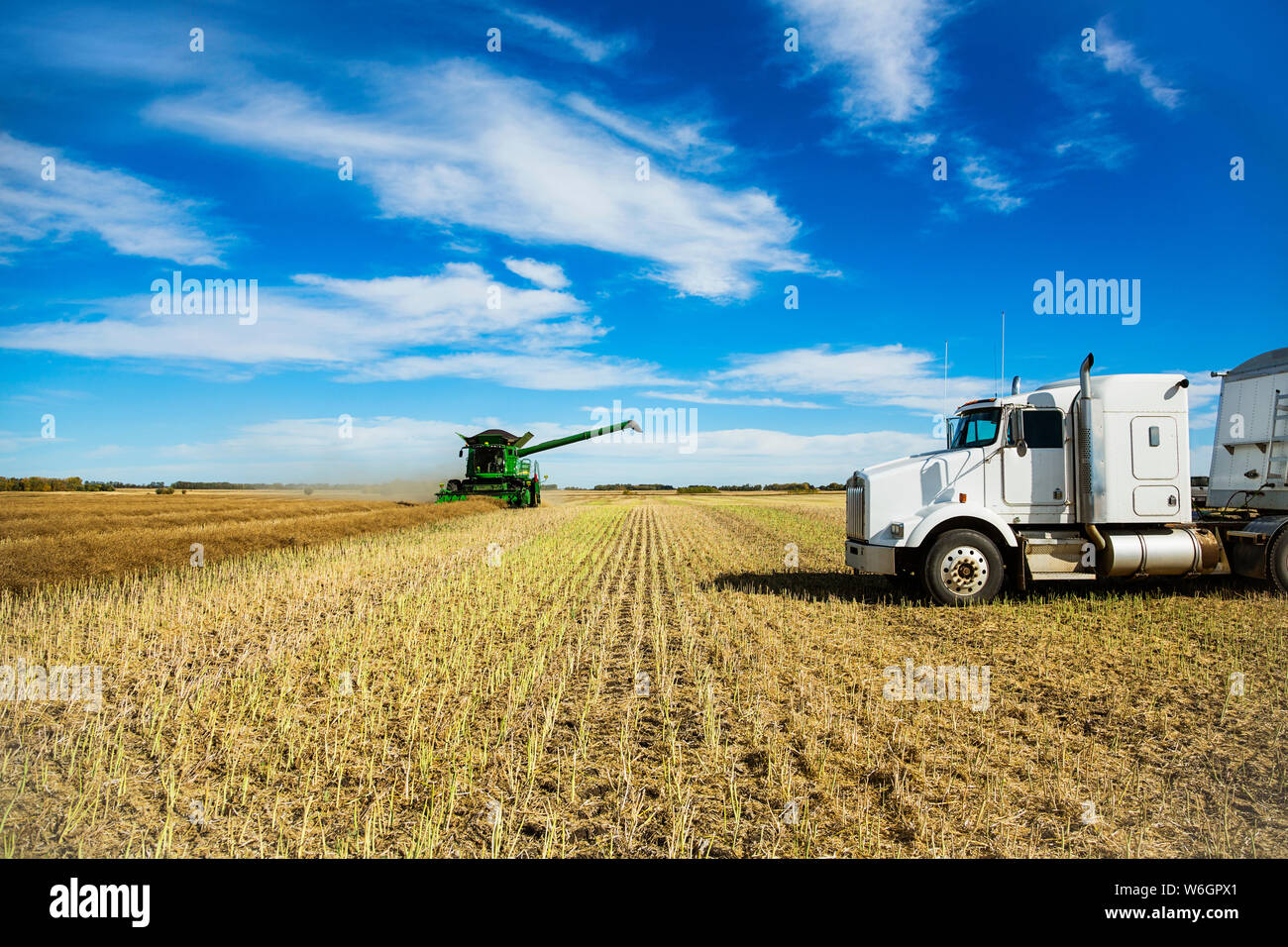 A grain truck waits for its next load during a Canola harvest while a combine is at work in the field; Legal, Alberta, Canada Stock Photo