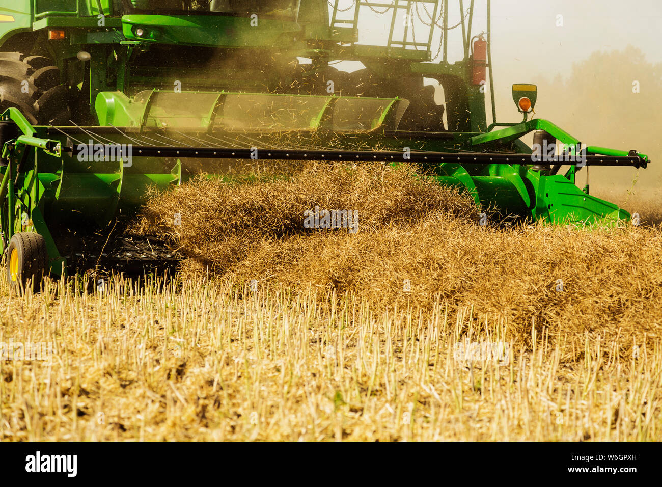 Close-up of a pickup header of a combine, harvesting canola on a swathed field; Legal, Alberta, Canada Stock Photo