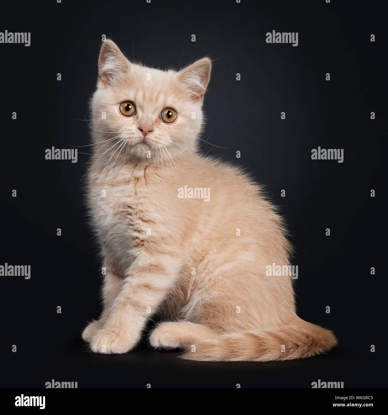 Cute Shy Creme British Shorthair Kitten Sitting Side Ways