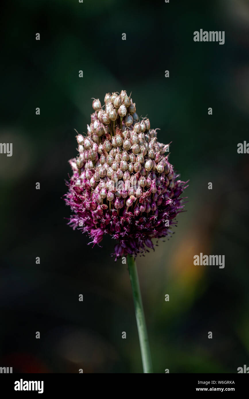 Detailed close up of a prple and white leak (allium) flower head with blurry background Stock Photo