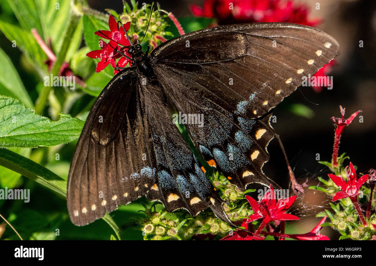Brown wings hi-res stock photography and images - Alamy