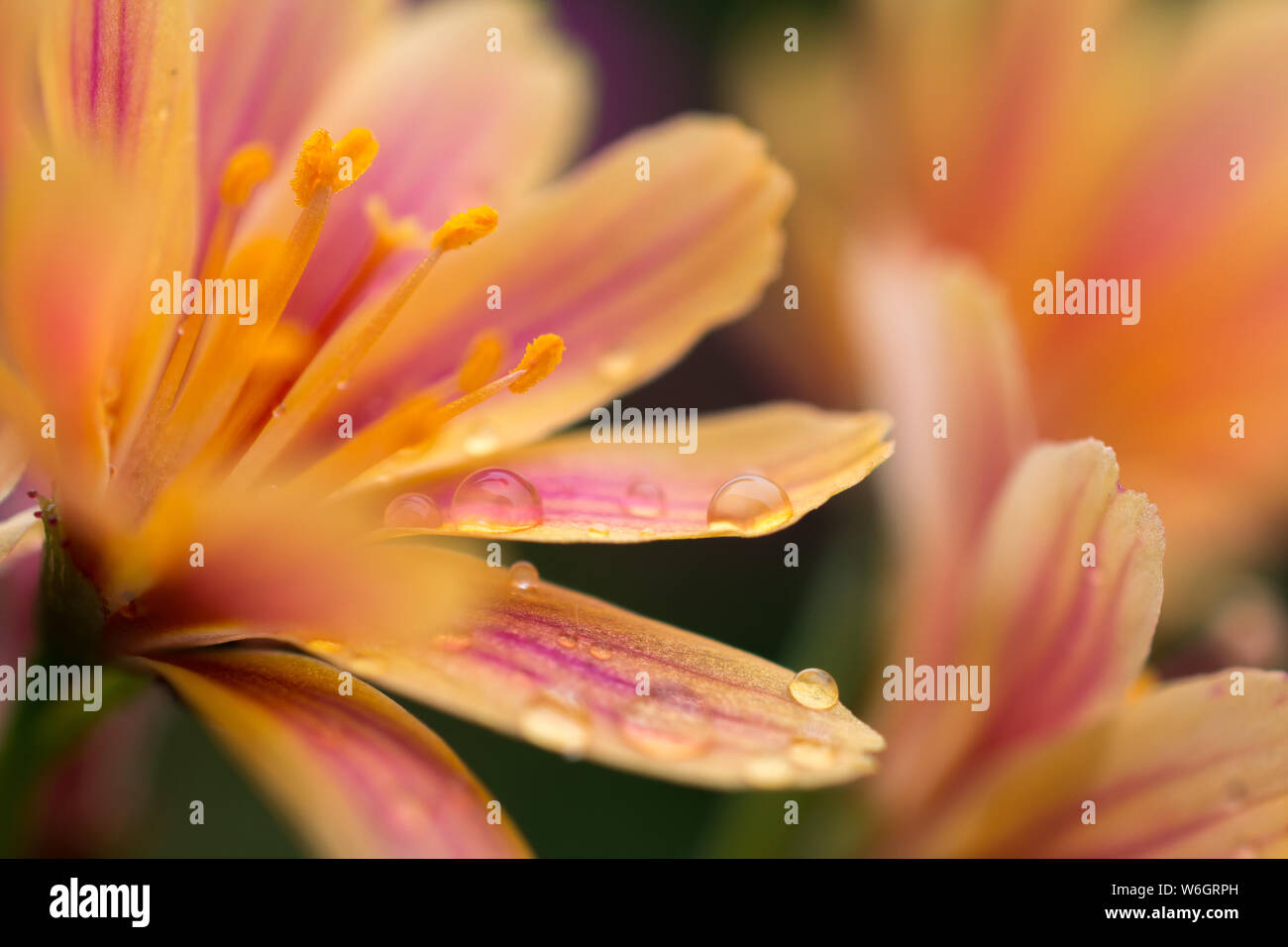 Close-up of yellow flower of Lewisia plant with drops of rain on the petals Stock Photo