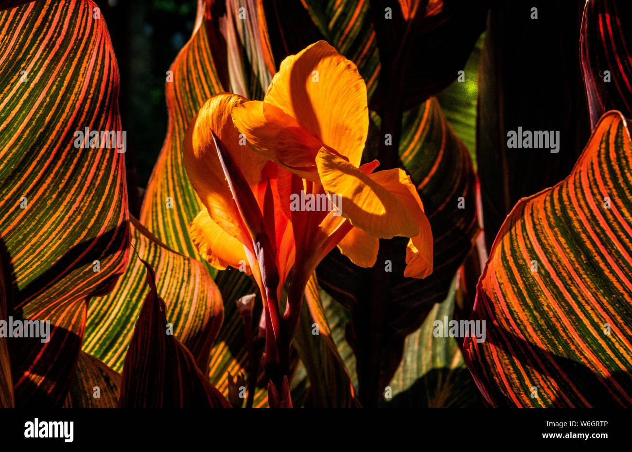 Painterly Stock Photo