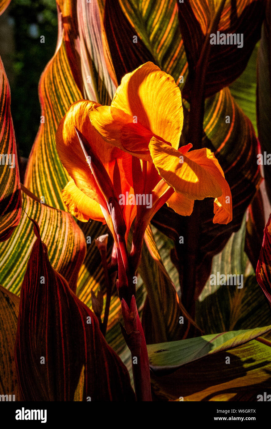 Colours of the garden Stock Photo