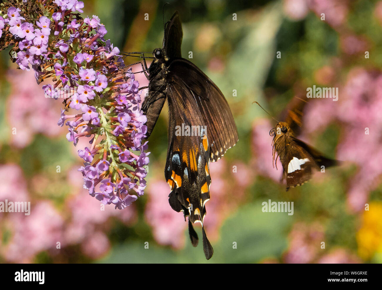 Flying Insects Butterfly Two butterflies in flight hi-res stock photography and images - Alamy